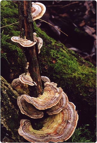 Trametes versicolor - 2do Premio 2006