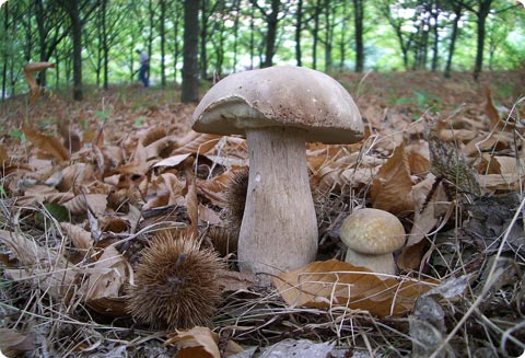 Boletus aestivales - 1er Premio 2007