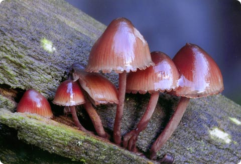 Mycena haemotopus - 2do Premio 2007