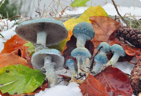 Stropharia aeruginosa - 1er Premio 2009