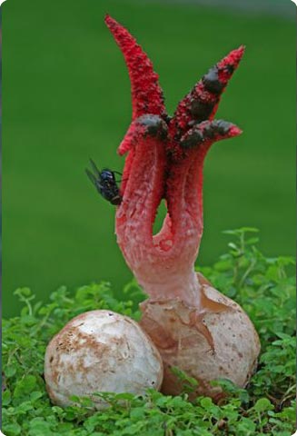 Clathrus archeri - 3er Premio 1009