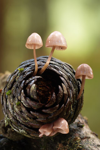 Mycena seynesii - 1er Premio 2010