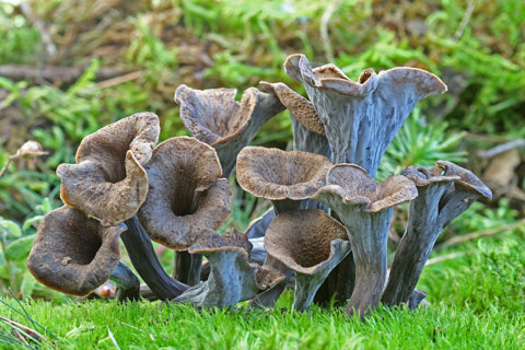 Cratherellus cornucopioides - 2do Premio 2010