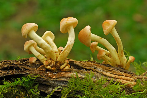 Hypholoma fasciculare - 3er Premio 1009