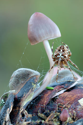 Mycena seynesii - 1er Premio 2011