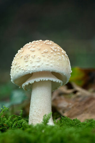 Amanita rubescens - 3er Premio 2011