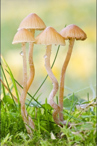 Mycena olivaceomarginata - 3er Premio 2012