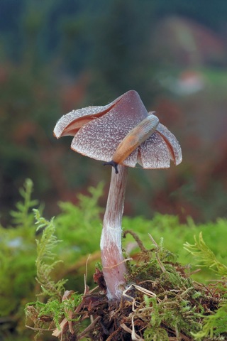 Inocybe corydalina - 2do Premio 2013