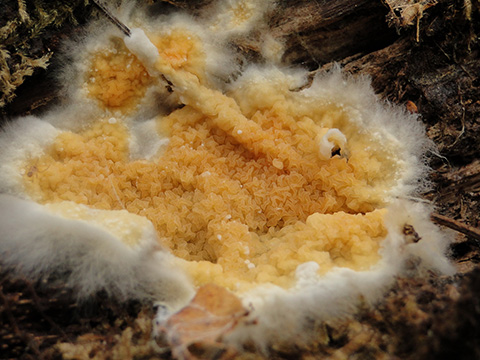 Leucoghysophana mollusca - 3er Premio 2013