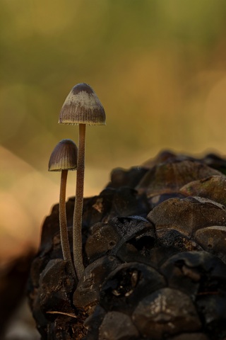 Mycena haematopus - 1er Premio 2013