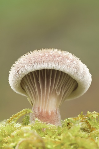 Inocybe corydalina - 2do Premio 2013