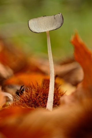 Coprinopsis lagopus - 1er Premio 2015