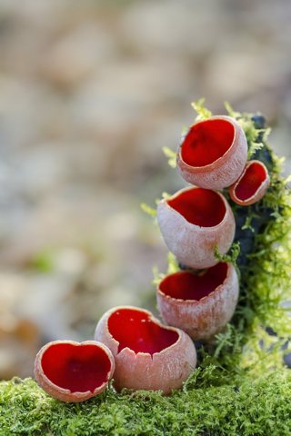 Sascorcipha coccinea - 2do Premio 2015