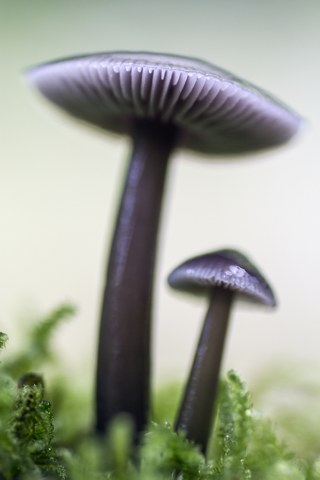 Mycena pura - 2do Premio 2016