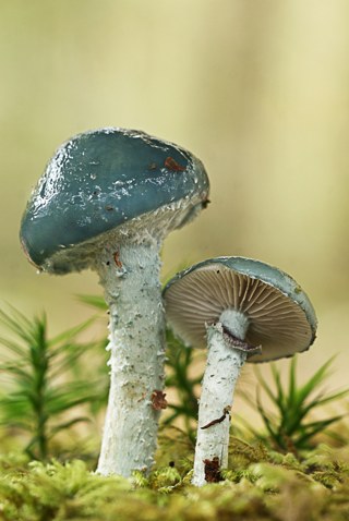 Stropharia aeruginosa - 3er Premio 2016