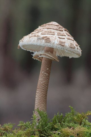 Macrolepiota procera - 1er Premio 2017