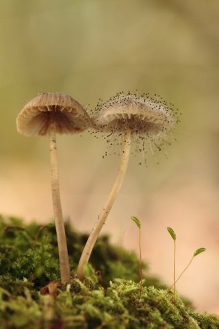 Macrolepiota procera - 1er Premio 2017