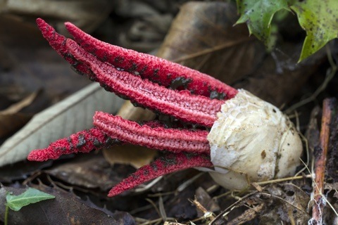 Panaeolus Sphinctrinus - 3er Premio 2017