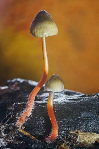 Mycena crocata - 2do Premio 2019