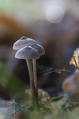 Mycena S.P. - 1er Premio 2021