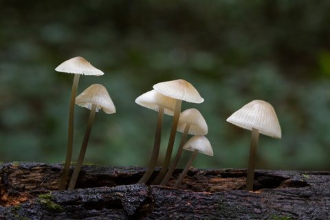 Mycena S.P. - 3er Premio 2021