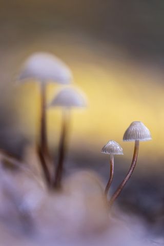 Mycena S.P. - 1er Premio 2021