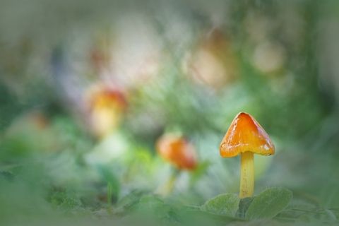 Mycena S.P. - 3er Premio 2021