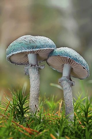 Stropharia aeruginosa - 2do Premio 2024