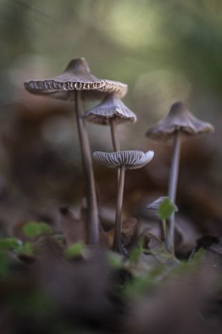 Mycena calopus - 3er Premio 2024