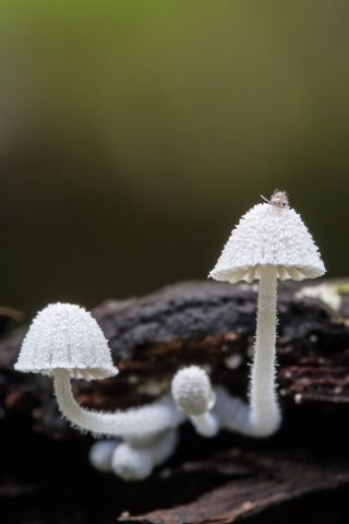 Mycena adscendens - 1er Premio 2025