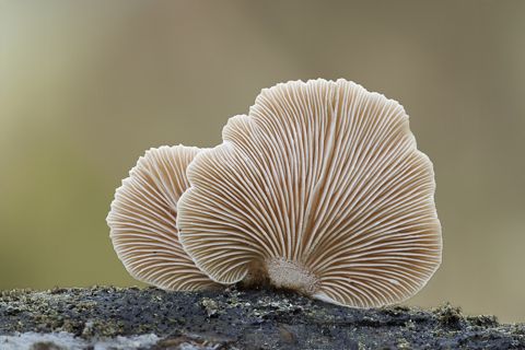 Panellus mitis - 2do Premio 2025