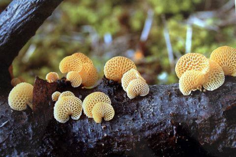 Favolaschia calocera - 3er Premio 2025